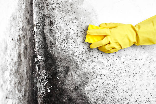 Best Industrial Mold Remediation in Fort Worth, TX