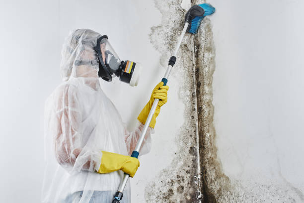Best Residential Mold Remediation in Fort Worth, TX