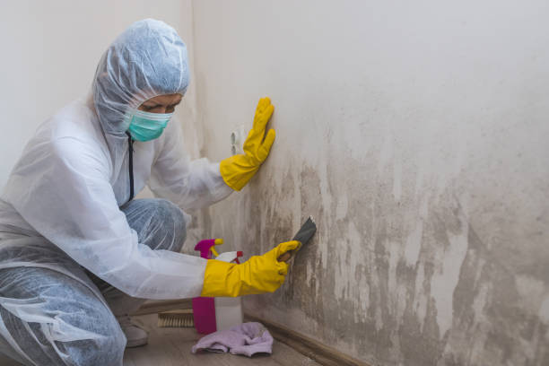 Best Mold Remediation for Specific Building Types in Fort Worth, TX