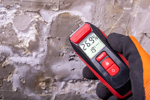 Best White Mold Remediation in Fort Worth, TX