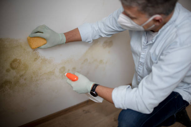 Best Preventive Mold Services in Fort Worth, TX