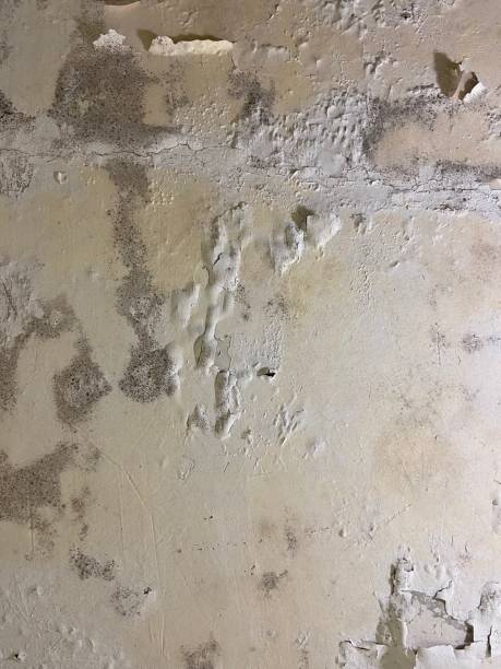 Best Emergency Mold Remediation in Fort Worth, TX