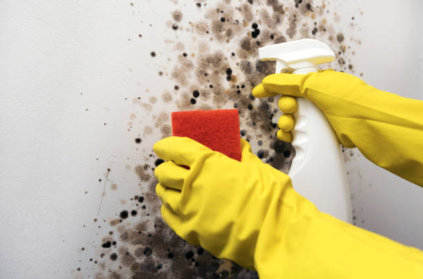 Trusted Fort Worth, TX Mold Remediation Experts