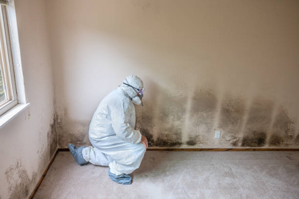 Best Commercial Mold Remediation in Fort Worth, TX
