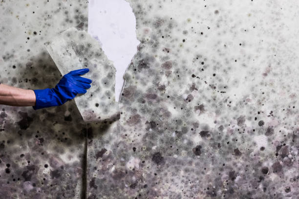  Fort Worth, TX Mold Removal Pros