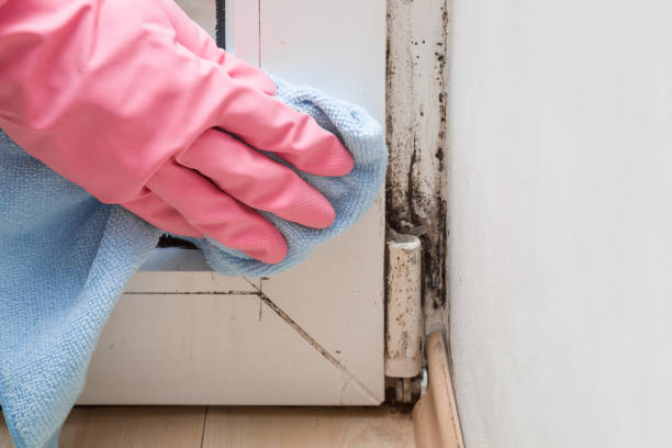 Best Mold Testing and Inspection Services in Fort Worth, TX