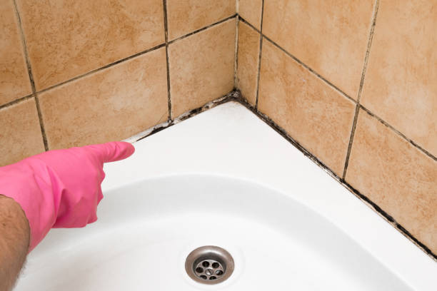 Best Post-Flood Mold Remediation in Fort Worth, TX